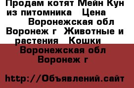  Продам котят Мейн Кун из питомника › Цена ­ 15 000 - Воронежская обл., Воронеж г. Животные и растения » Кошки   . Воронежская обл.,Воронеж г.